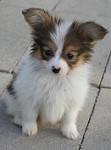 This puppy not for sale.