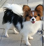 This puppy not for sale.