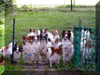 Forevr dogs