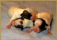 Click to learn more about breeding a litter.