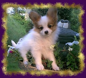 Red, Sable & White puppy... see the dark tipping!