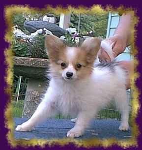 Red & White Puppy