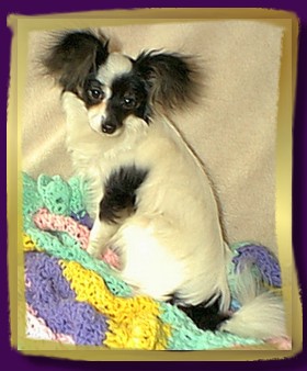 Tri Color Puppy